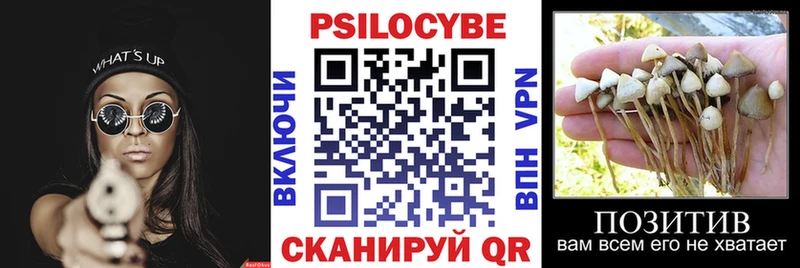 Галлюциногенные грибы Psilocybe  Озёры 